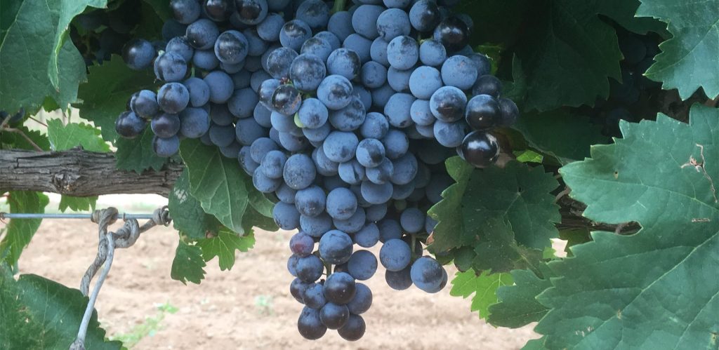 Made in Arizona: Wine Dinner at Café Allegro